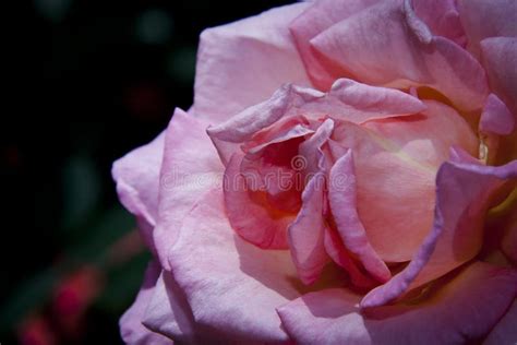 Pink Rose Full Bloom Stock Photo Image Of Fresh Pedals 38965468