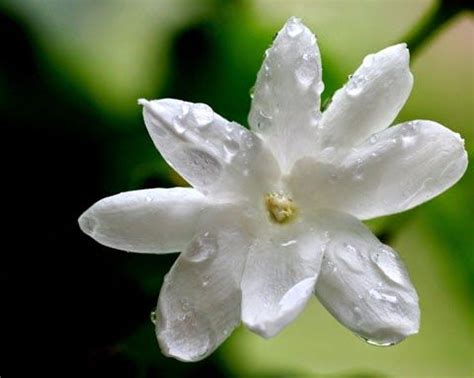 Dried jasmine flowers are a wonderful ornamental addition to a variety of makes. jasmine+flower.jpg (480×383) | Jasmine flower, Flower ...