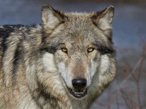 Gray Wolf Portrait Photograph By Martin Belan