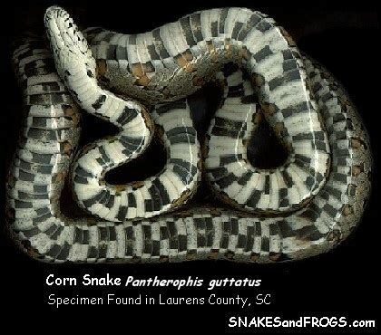 A black mans wang that has a mind of its own, and can open doors and be used as an alarm clock to wake people up. Can you ID this snake? - Pirate4x4.Com : 4x4 and Off-Road Forum