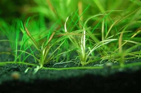 Best Freshwater Aquarium Grass For Planting In Large Aquarium