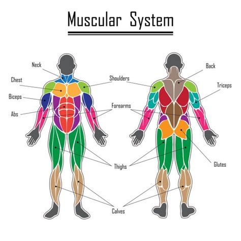 This system is mainly concerned with producing movement through muscle contraction. The human muscular system — Stock Vector © elenabs #104388786