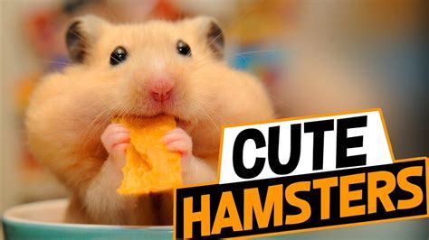 Funny Hamster Videos Try Not To Laugh 2018 Youtube