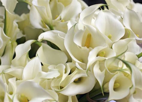 It can be seen in nature in the humid districts of south america characteristics of calla lilies. Growing and Care of Indoor Calla Lily Indoors