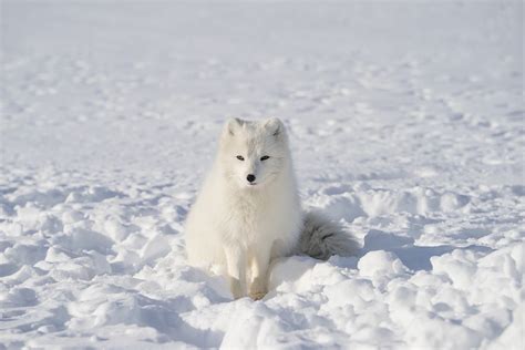 White Fox Animal · Free Photo On Pixabay