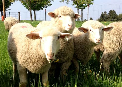 American Polypay Sheep Association