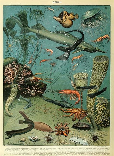Marine Life Poster Of The Oceans By Adolphe Millot Free To Download