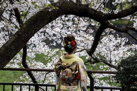 Japans Famed Cherry Blossoms Bloom Early As Climate Warms