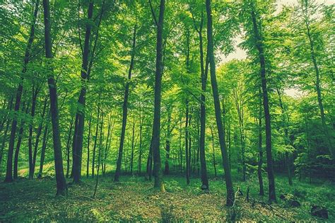 Tall Green Trees In The Woods In The Spring Photo Background And