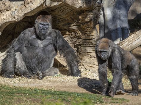2 Gorillas In California Contract The Coronavirus Ncpr News