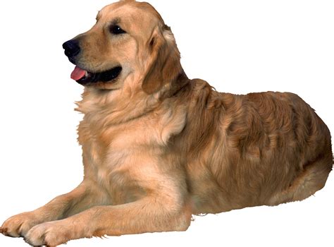 Dog Png Transparent Image Download Size 2164x1601px