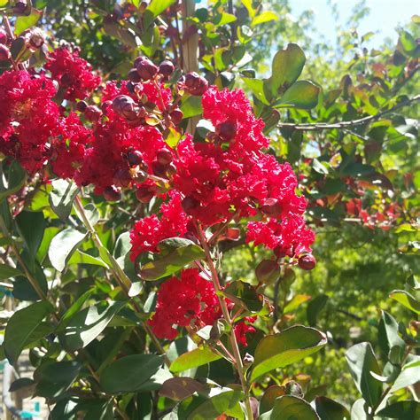 Very low maintenance, drought tolerant, and easy to care for. Lagerstroemia indica 'Dynamite' - Crape Myrtle - Mid ...