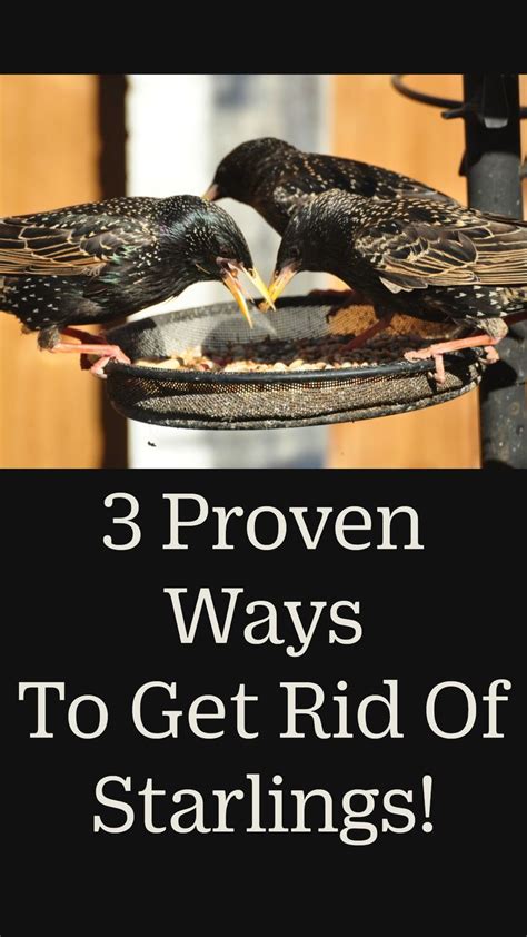 4 Proven Ways To Get Rid Of Starlings Today 2024 Backyard Birds