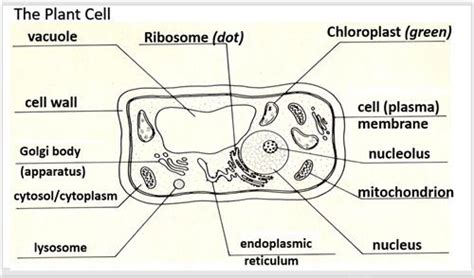 The cell wall is mainly made up of cellulose fiber and it helps function: Curran, Thomas / Plant Cell Diagram Labeling - Key