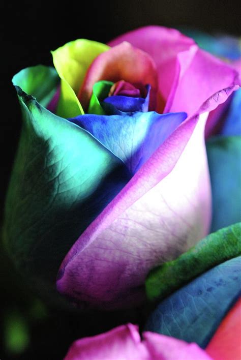 Rainbow Rose 14 Photograph By Cindy Boyd