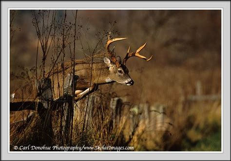 Photo Of Whitetail Buck Leaping A Fence Whitetail Deer Jumping Fence