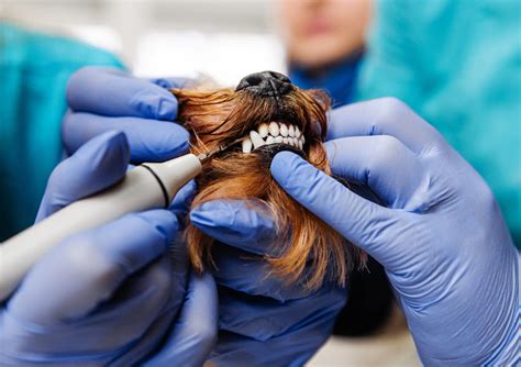 We did not find results for: How Much Does A Dog Dental Cleaning Cost? | Northgate Vet