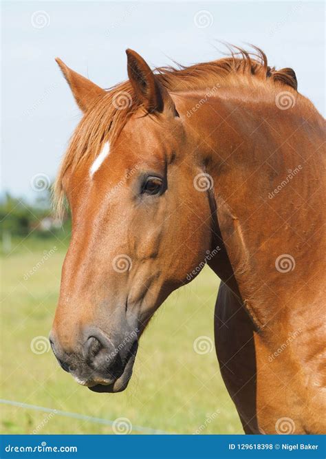 Chestnut Horse Stock Photo Image Of Outdoors Face 129618398