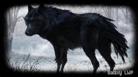 Black Wolf Wallpaper For Android Apk Download