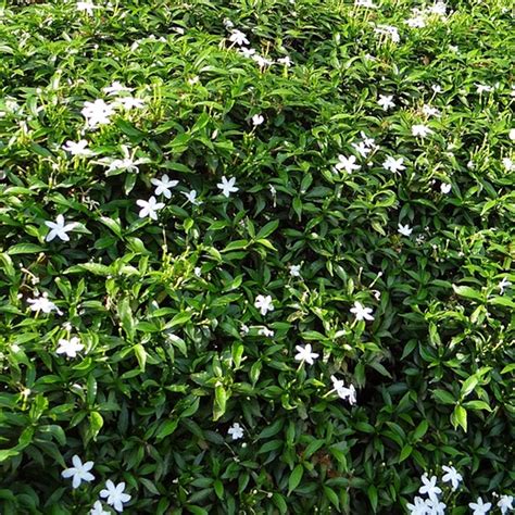 Star Jasmine Vines For Sale At Ty Ty Nursery