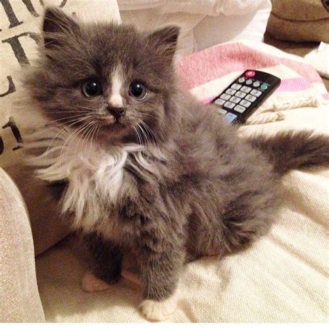 Cat kitten kitty fluffy cute pet animal fur adorable feline. Fluffy brown and white kitten … | Fluffy kittens, Pretty ...