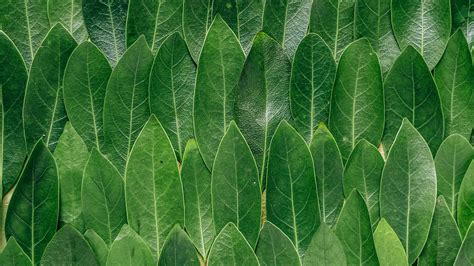Fonds Decran 2560x1440 Texture Leaves Feuillage Vert Nature