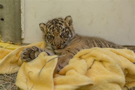 Sumatran Tiger Cub Update Supplemental Feeding Smithsonians