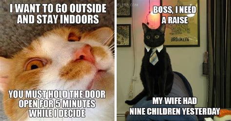 The Best Funny Cat Memes That Will Make You Laugh Out Loud