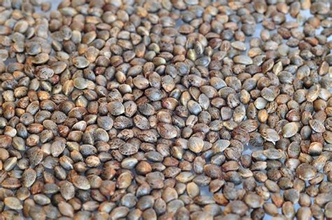 That they are a little lax. How to Tell if a Cannabis Seed is Good - Mary Jane's Diary