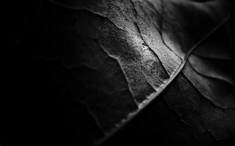 Dark Leaf Wallpapers Top Free Dark Leaf Backgrounds Wallpaperaccess