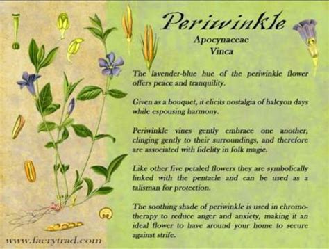 Periwinkle Apocynaceae Vinca Periwinkle Flowers Vinca Minor Vinca