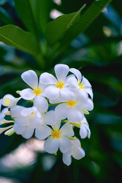 Plumeria is a forested agricultural kingdom, replete with plants and trees. Plumeria in the sun | Purple flowers wallpaper, Purple ...