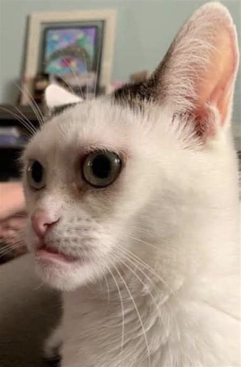 Hình Ảnh Mèo Bựa Meme Hài Hước Buồn Cười Gớt Nước Mắt TH Điện Biên Đông