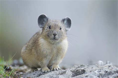 Pikas Cute Animals That Will Melt Your Heart Quizzclub