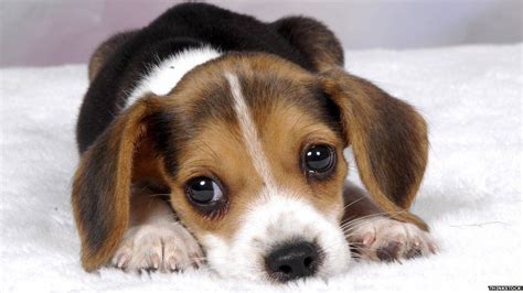 The Reason We Cant Resist Puppy Dog Eyes Explained Bbc News