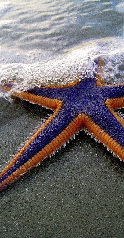 Purple And Orange Starfish On The Beach A1 Pictures