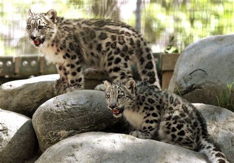 The Snow Leopard Is No Longer Endangered Its Still At Risk The New