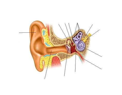 Anatomy Of The Inner Ear Quiz