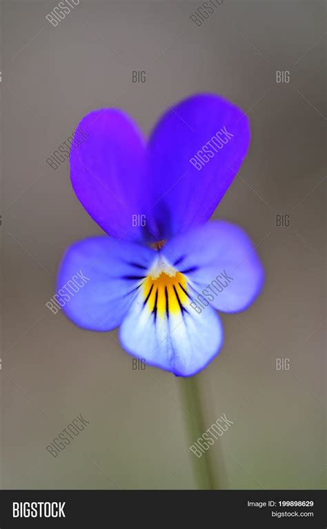 Wild Pansy Viola Image And Photo Free Trial Bigstock