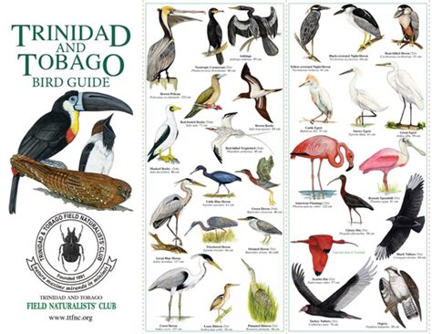 New Publication The Tandt Bird Guide The Trinidad And Tobago Field