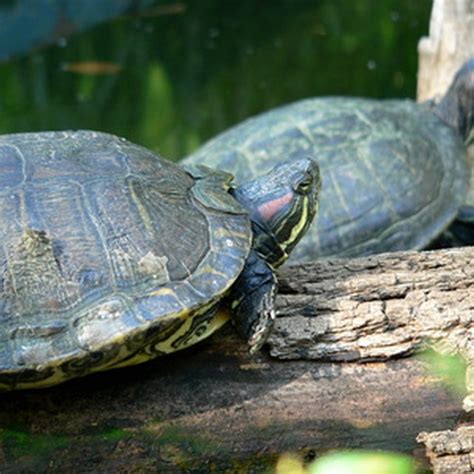 Painted turtles lay eggs near the body of water that they are living in. Where Do Turtles Live & Lay Their Eggs? | Sciencing
