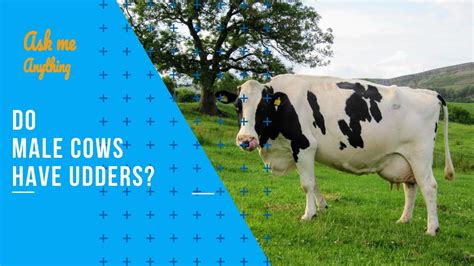 do any male cows have udders the 15 new answer