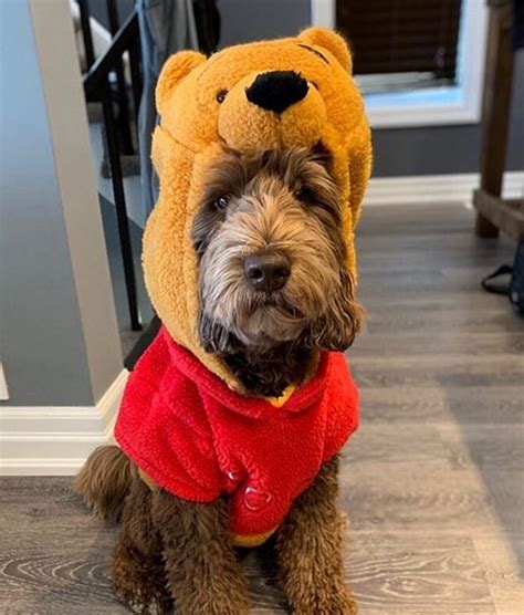 14 Funny Labradoodle Halloween Costumes 2019 Page 2 Of 3 Petpress