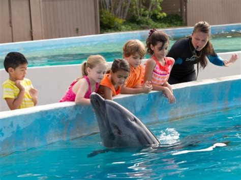 Sea Life Park Admission Day Pass And Dolphin Greeting Kid Friendly