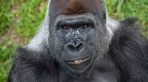 Images Of Gorilla