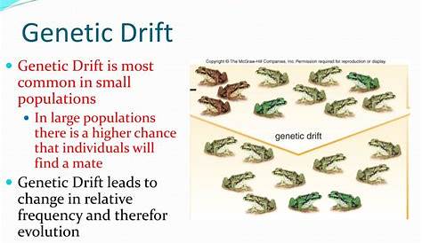 describe the two types of genetic drift