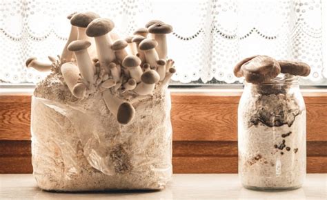 How To Grow Mushrooms Indoors The Ultimate Guide Grocycle