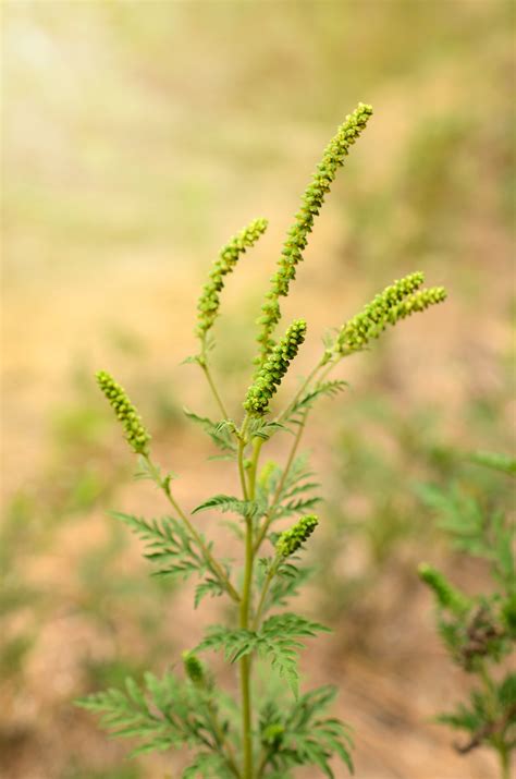 Common ragweed is a major cause of fall hay fever. Blüte Bild: Ambrosia Pflanze Blute Bilder