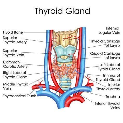 Understanding The Thyroid Gland Drbrian Michael Gettysburg