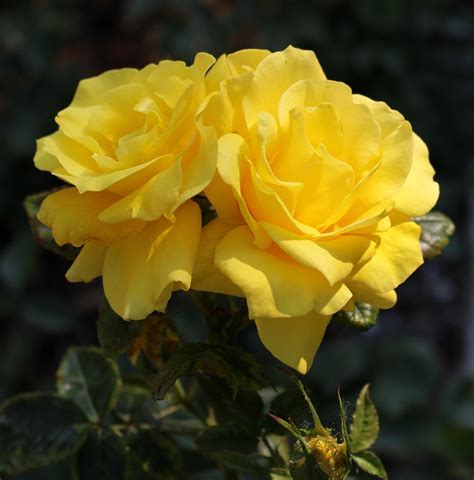 50 Gambar Bunga Mawar Kuning Yang Lagi Ngetrend Informasi Seputar